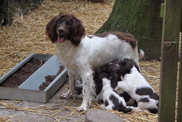 chiot English Springer Spaniel Wild Bay