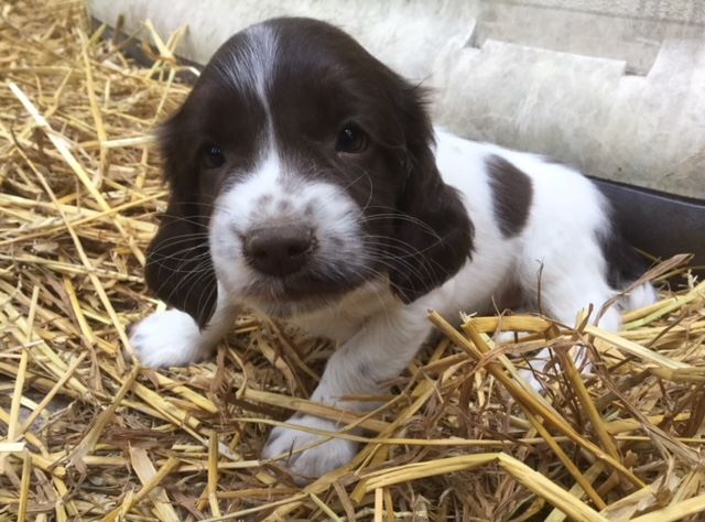 Wild Bay - Chiots disponibles - English Springer Spaniel