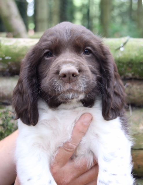 Wild Bay - Chiots disponibles - English Springer Spaniel