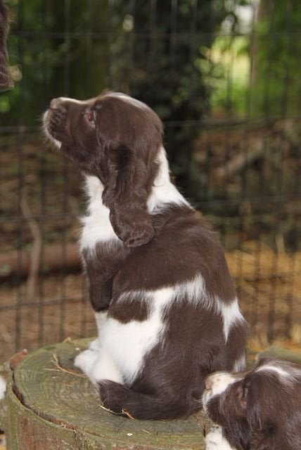 Wild Bay - Chiots disponibles - English Springer Spaniel