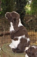 CHIOT